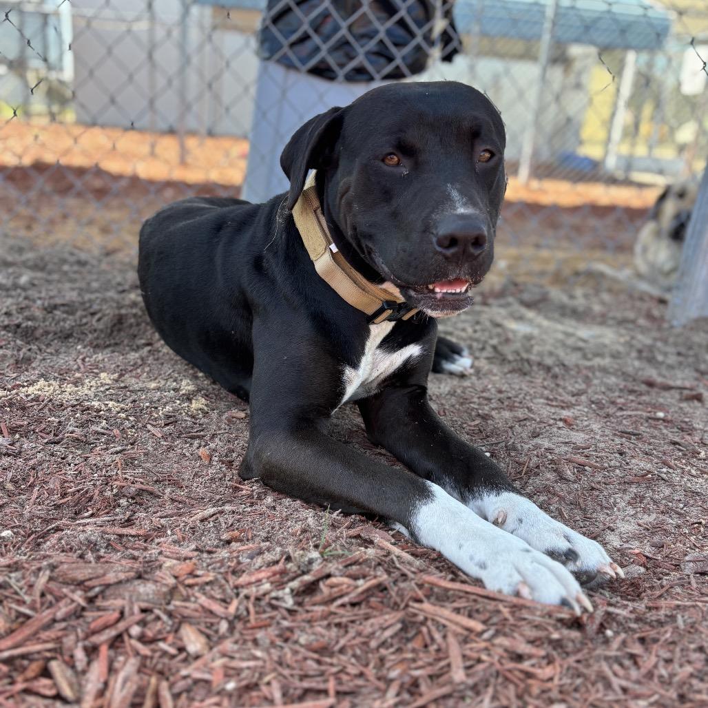 Enlarge Greyson, a Adoptable Mixed Breed in Bronson, FL image 2/5