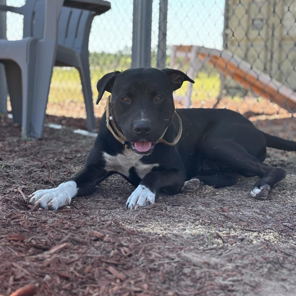 Enlarge Greyson, a Adoptable Mixed Breed in Bronson, FL image 3/5