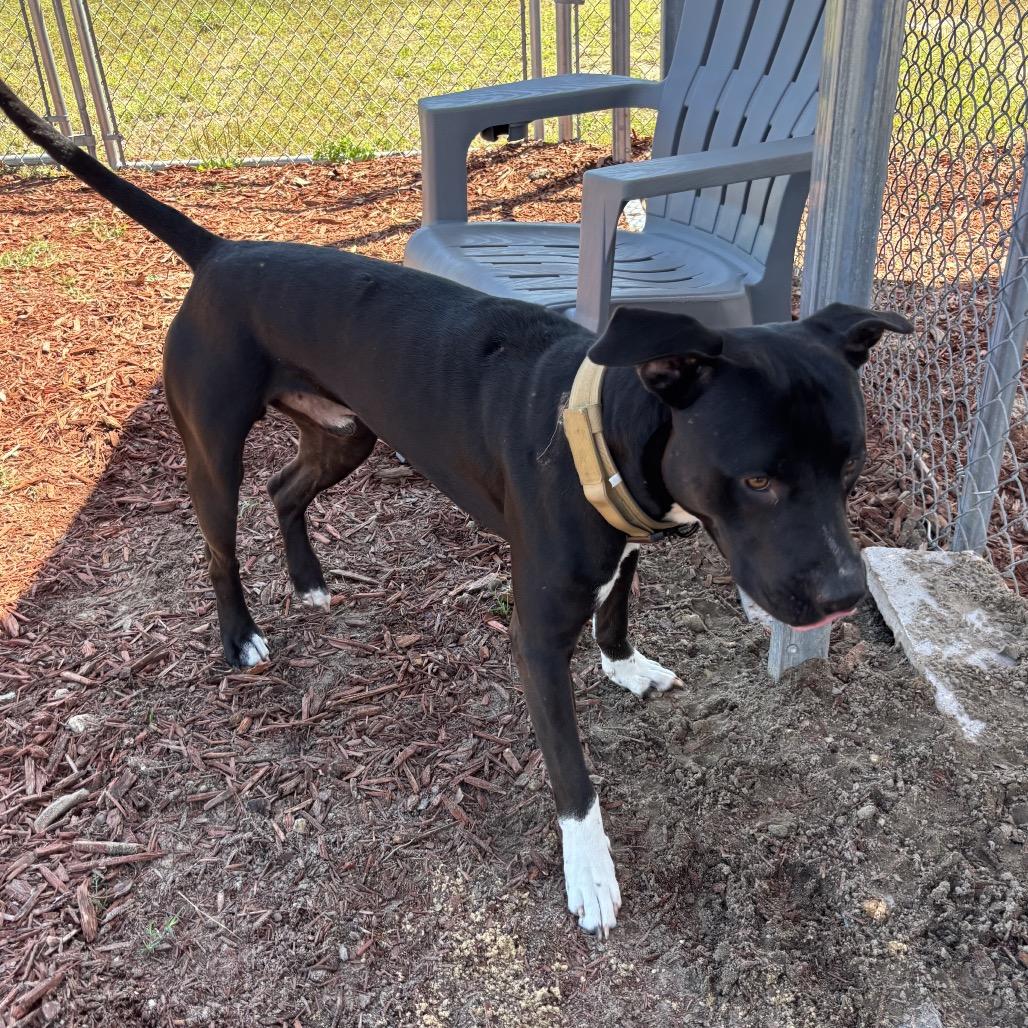 Enlarge Greyson, a Adoptable Mixed Breed in Bronson, FL image 4/5