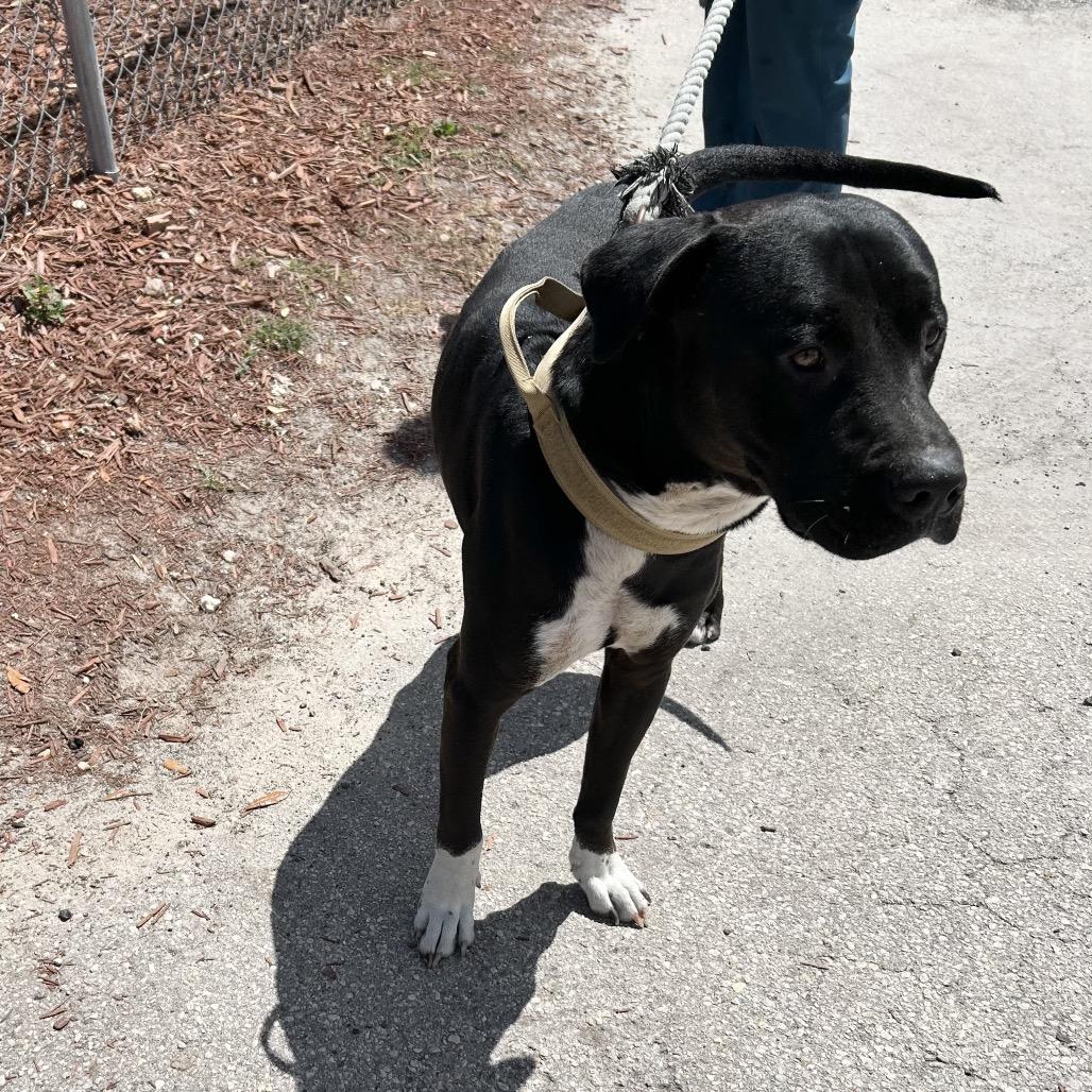 Enlarge Greyson, a Adoptable Mixed Breed in Bronson, FL image 5/5