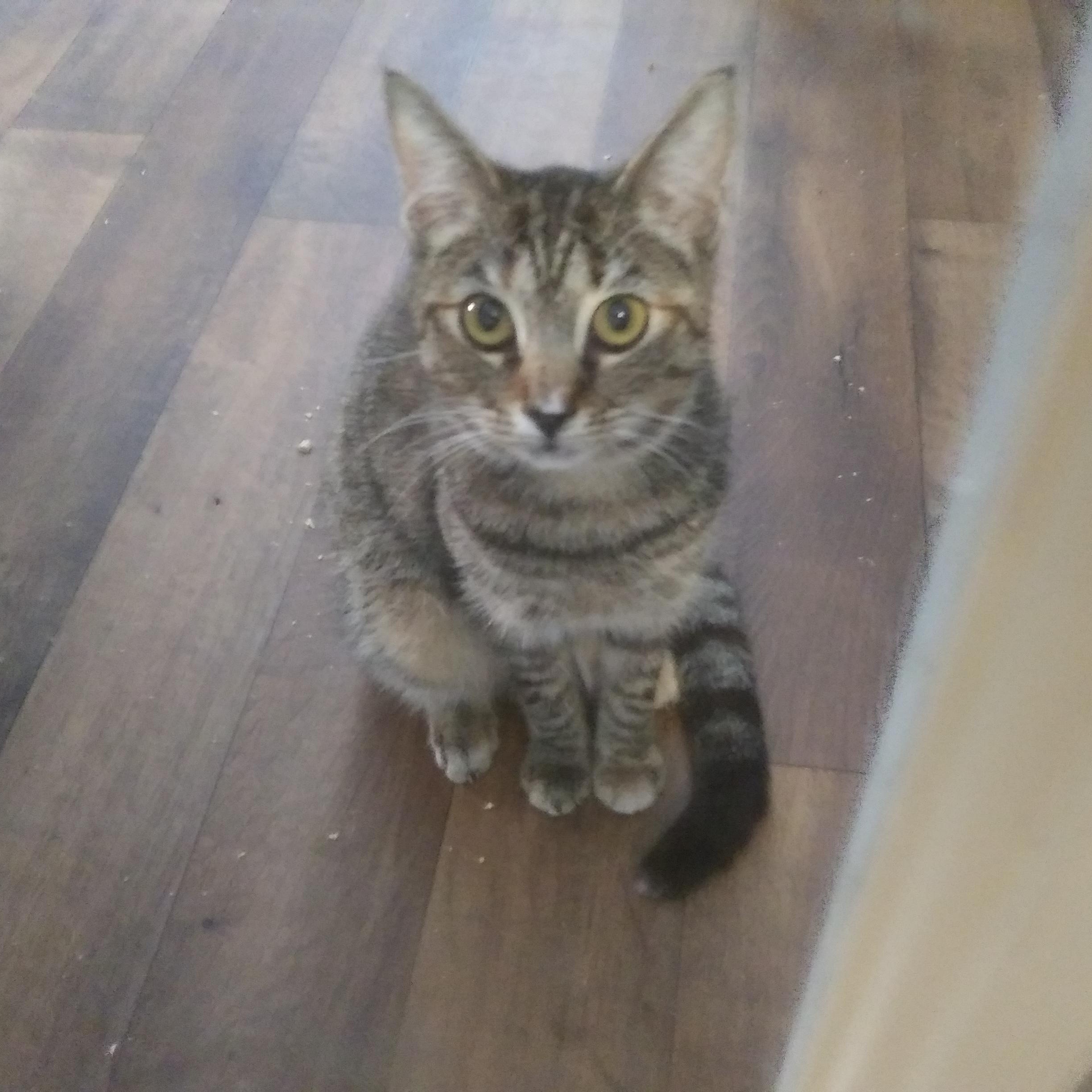 Maersk, Adoptable, Young Female Domestic Short Hair.