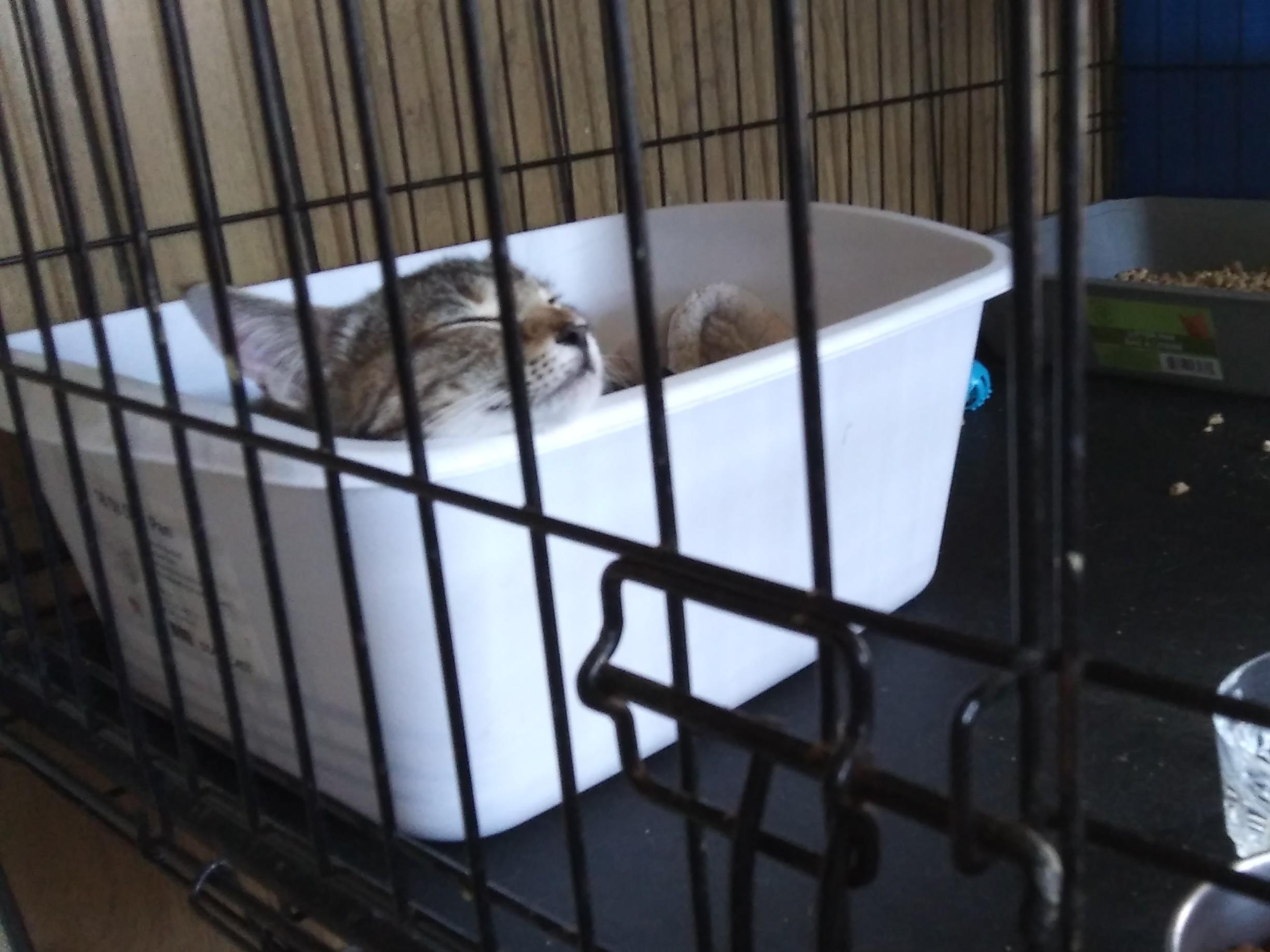 Enlarge Maersk, a Adoptable Domestic Short Hair in Port Wentworth, GA image 2/5