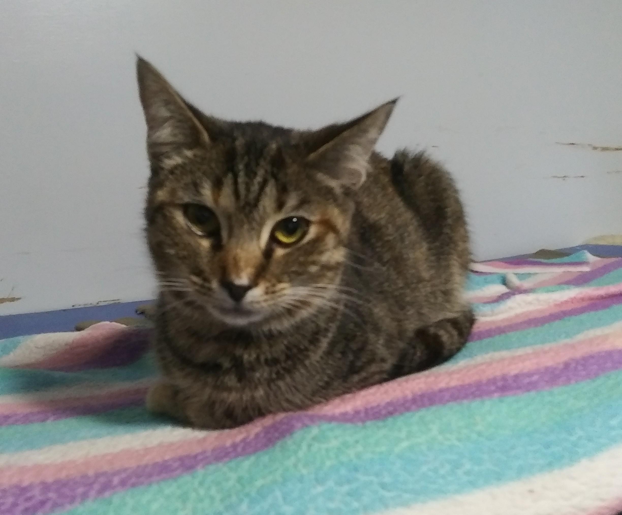 Enlarge Maersk, a Adoptable Domestic Short Hair in Port Wentworth, GA image 5/5