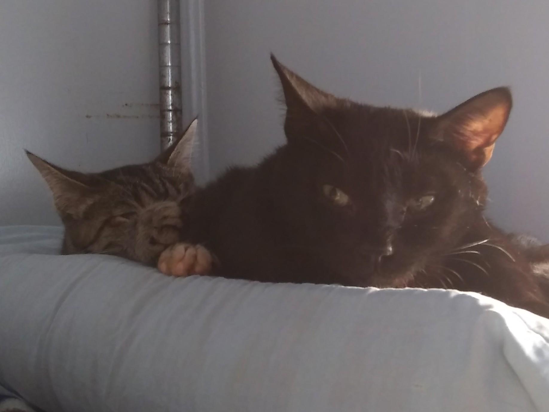 Enlarge Maersk, a Adoptable Domestic Short Hair in Port Wentworth, GA image 3/5