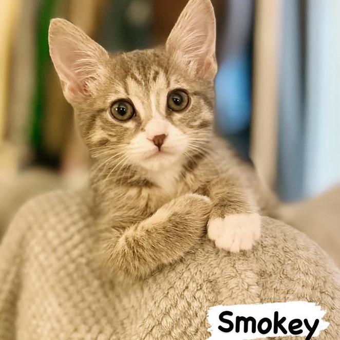 Smokey