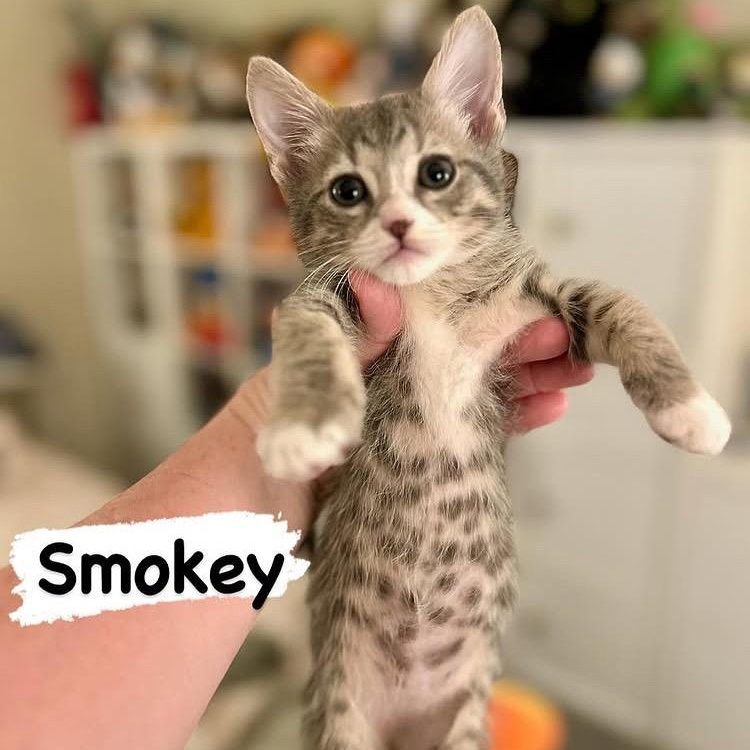 Smokey is a perfect little gray tabby boy born in mid-April 2025 with a calm and lovable personali