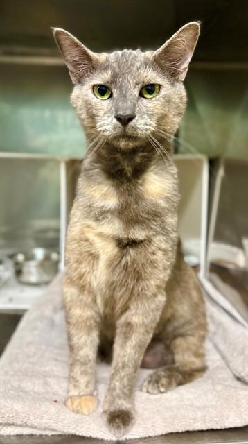 SKY, Adoptable, Young Female Domestic Short Hair.