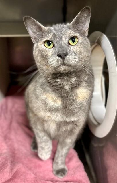Enlarge SKY, a Adoptable Domestic Short Hair in York, SC image 1/1