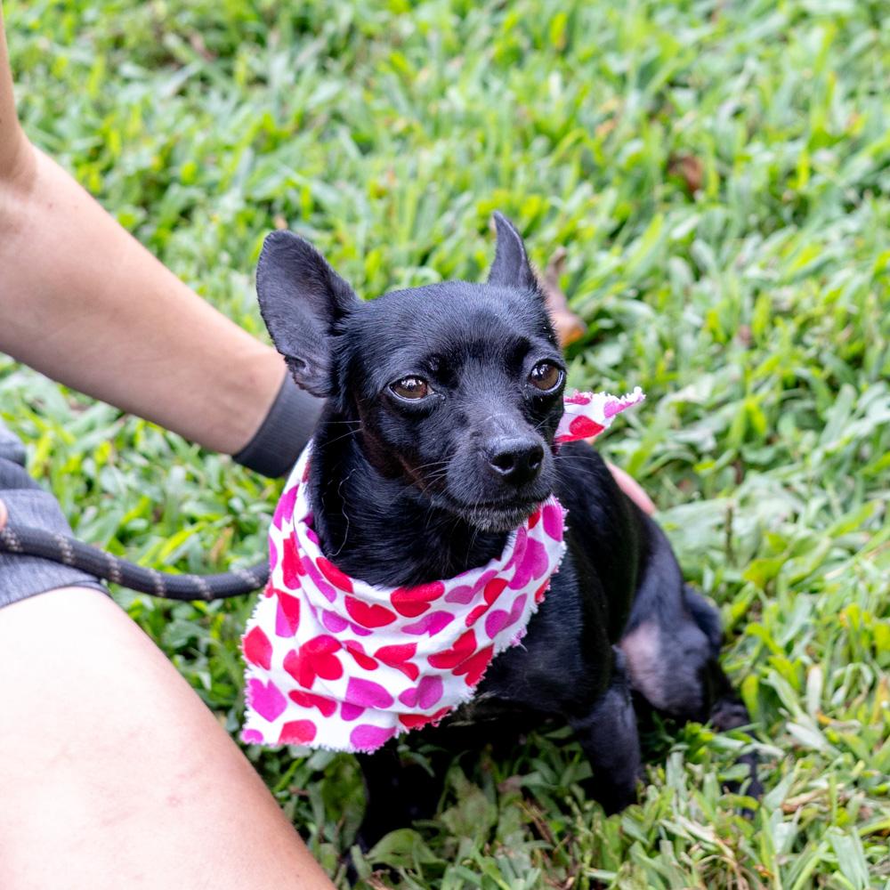 Cricket (Female)   Avail  8/23