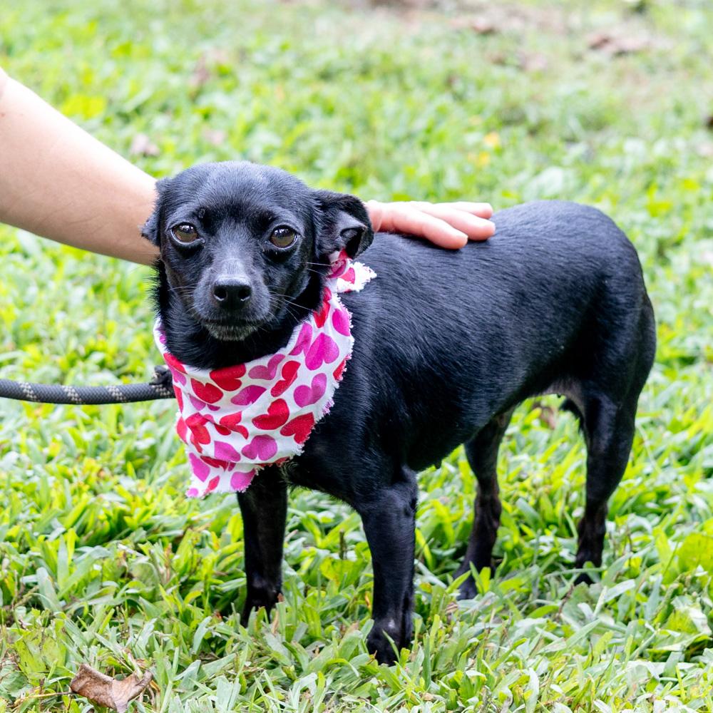 Cricket (Female)   Avail  8/23