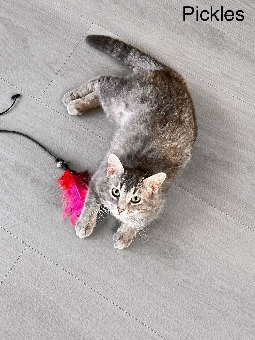 Pickles, a ADOPTABLE Domestic Short Hair in Shakopee , MN image 4/5