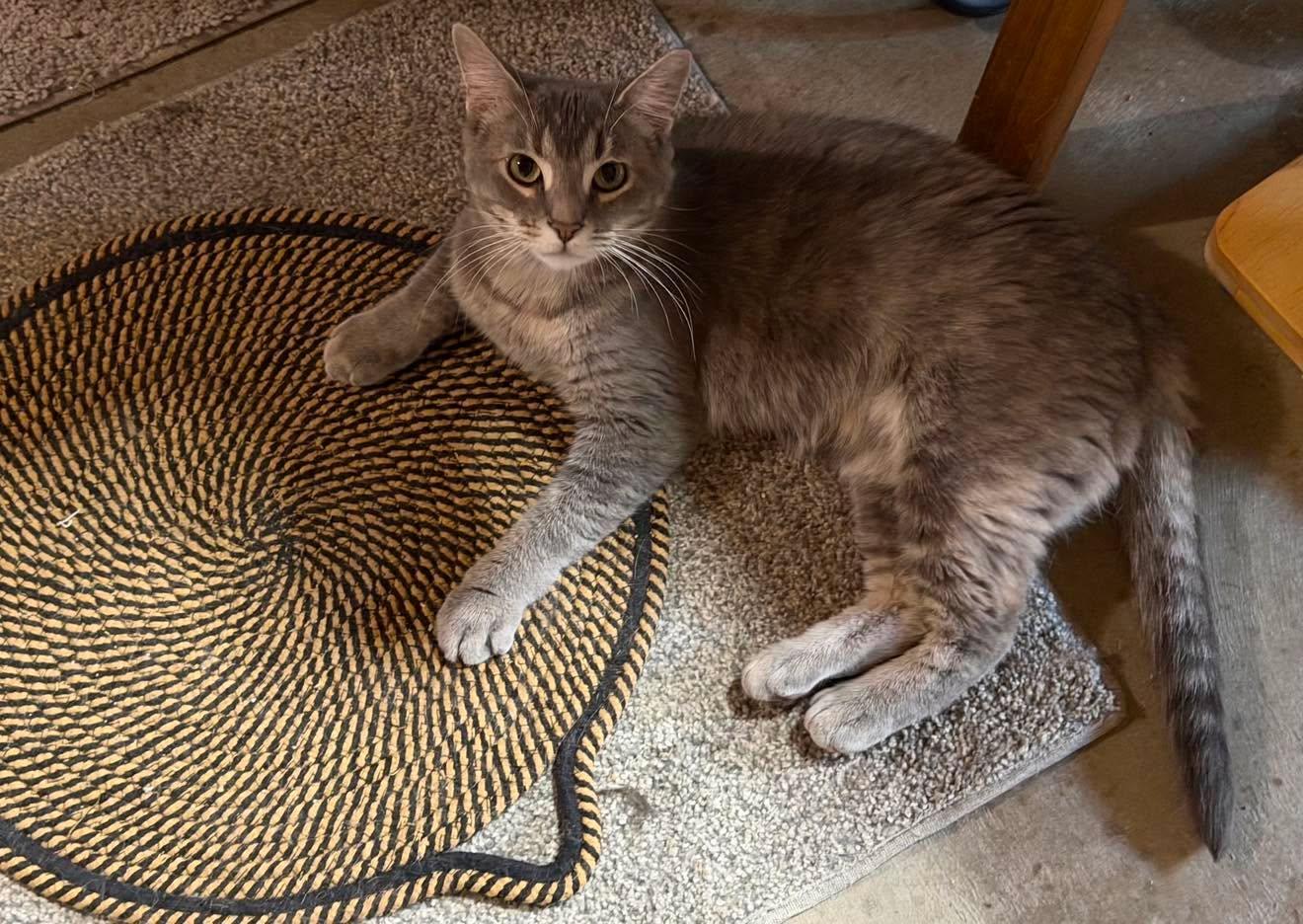 Pickles, a ADOPTABLE Domestic Short Hair in Shakopee , MN image 3/5