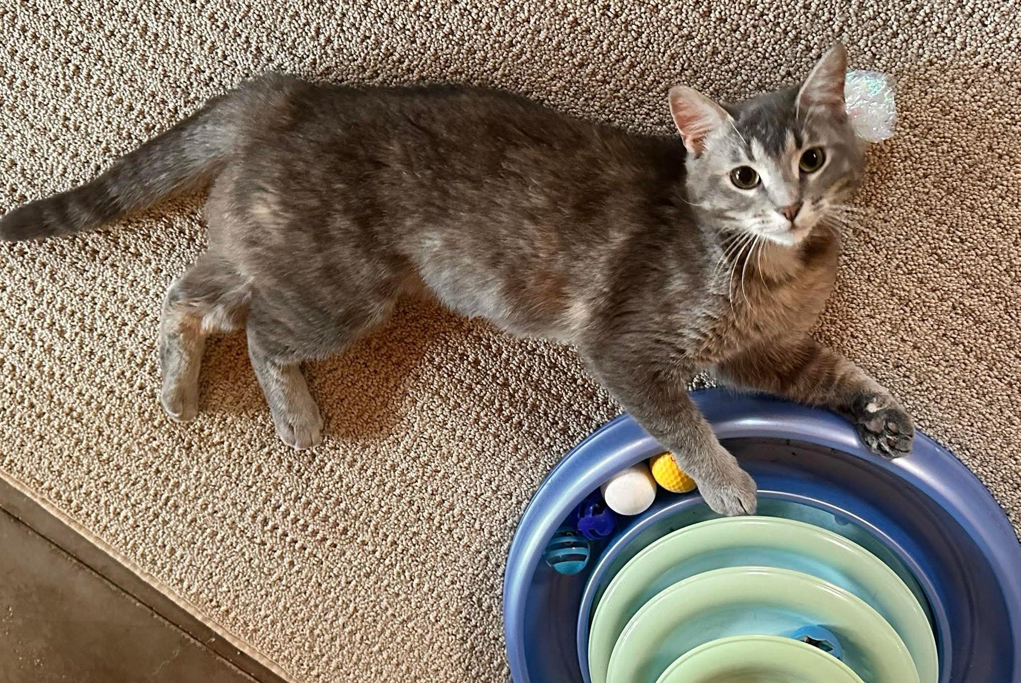 Pickles, a ADOPTABLE Domestic Short Hair in Shakopee , MN image 5/5
