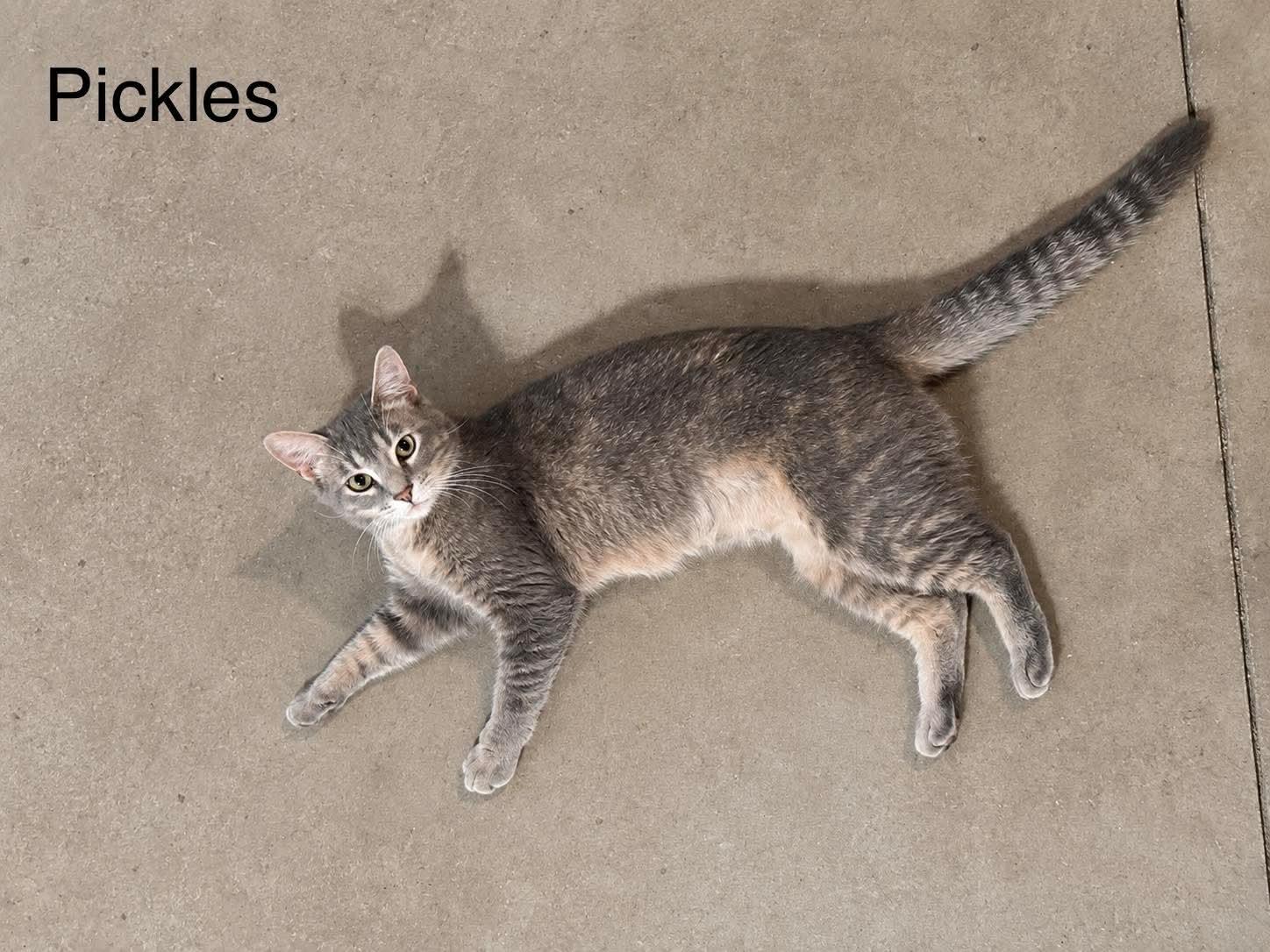 Pickles, a ADOPTABLE Domestic Short Hair in Shakopee , MN image 2/5