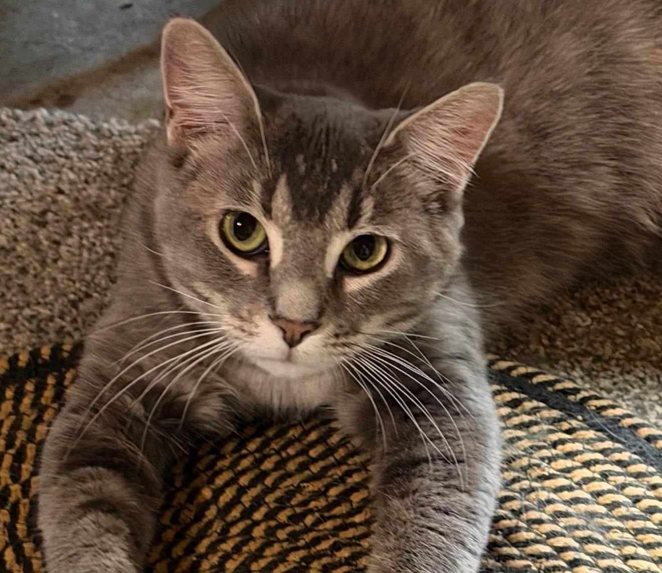 Pickles, a ADOPTABLE Domestic Short Hair in Shakopee , MN image 1/5