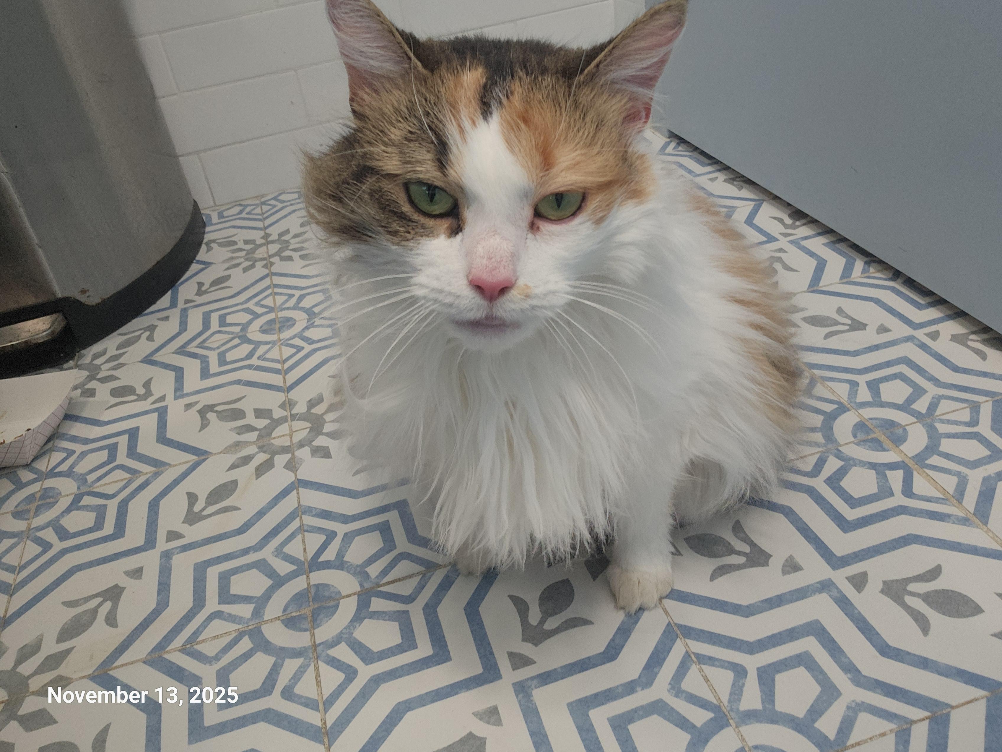 Enlarge Fancy Pants, a Adoptable mixed breed in St Petersburg, FL image 1/6