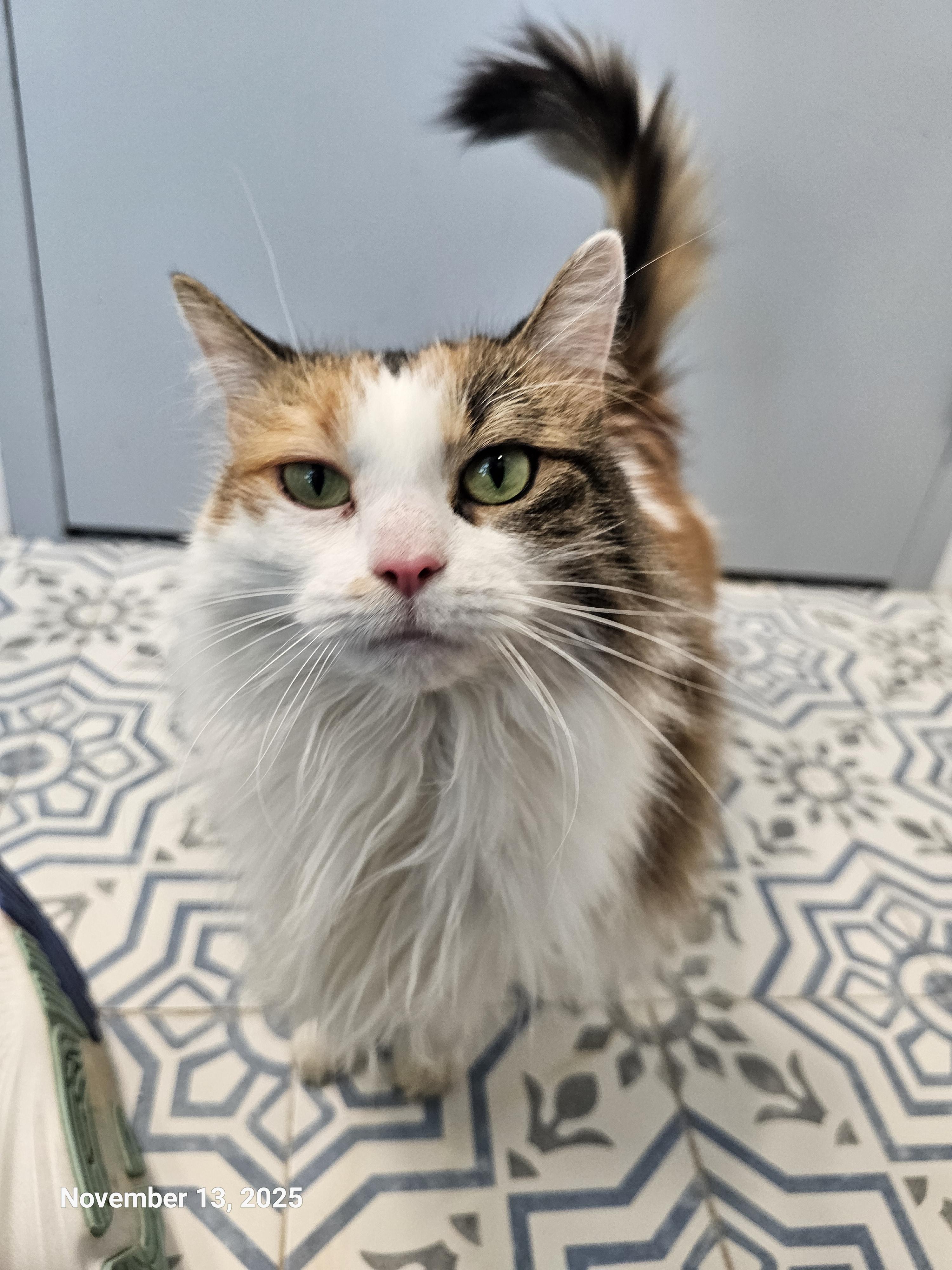 Enlarge Fancy Pants, a Adoptable mixed breed in St Petersburg, FL image 2/6