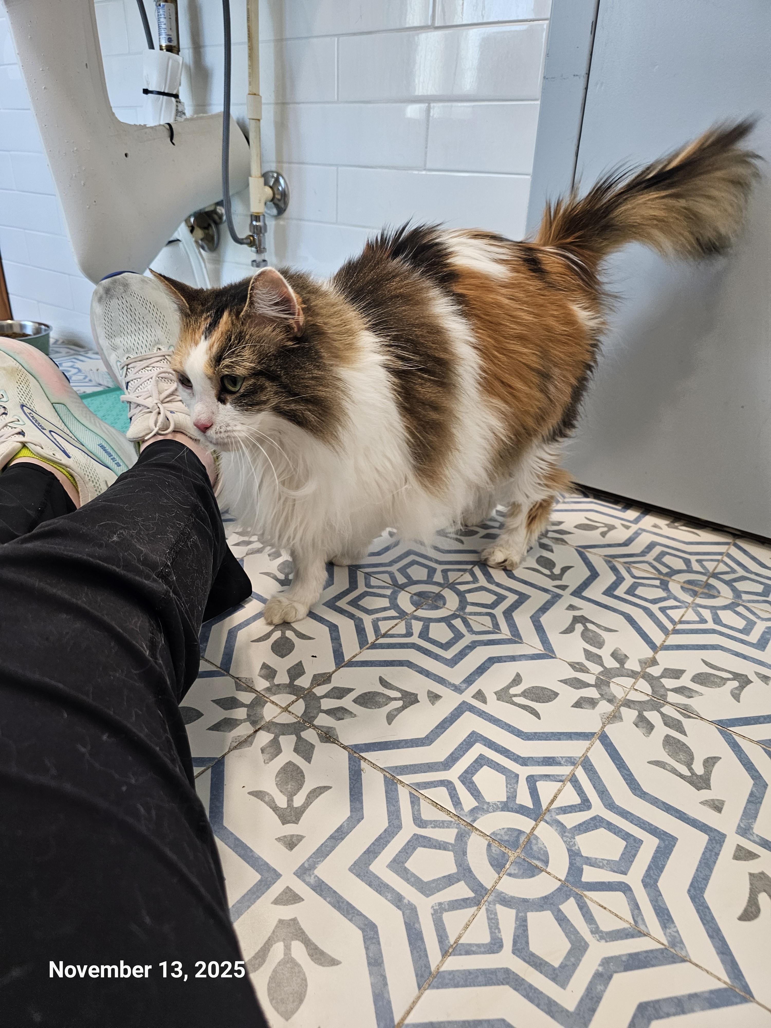 Enlarge Fancy Pants, a Adoptable mixed breed in St Petersburg, FL image 3/6