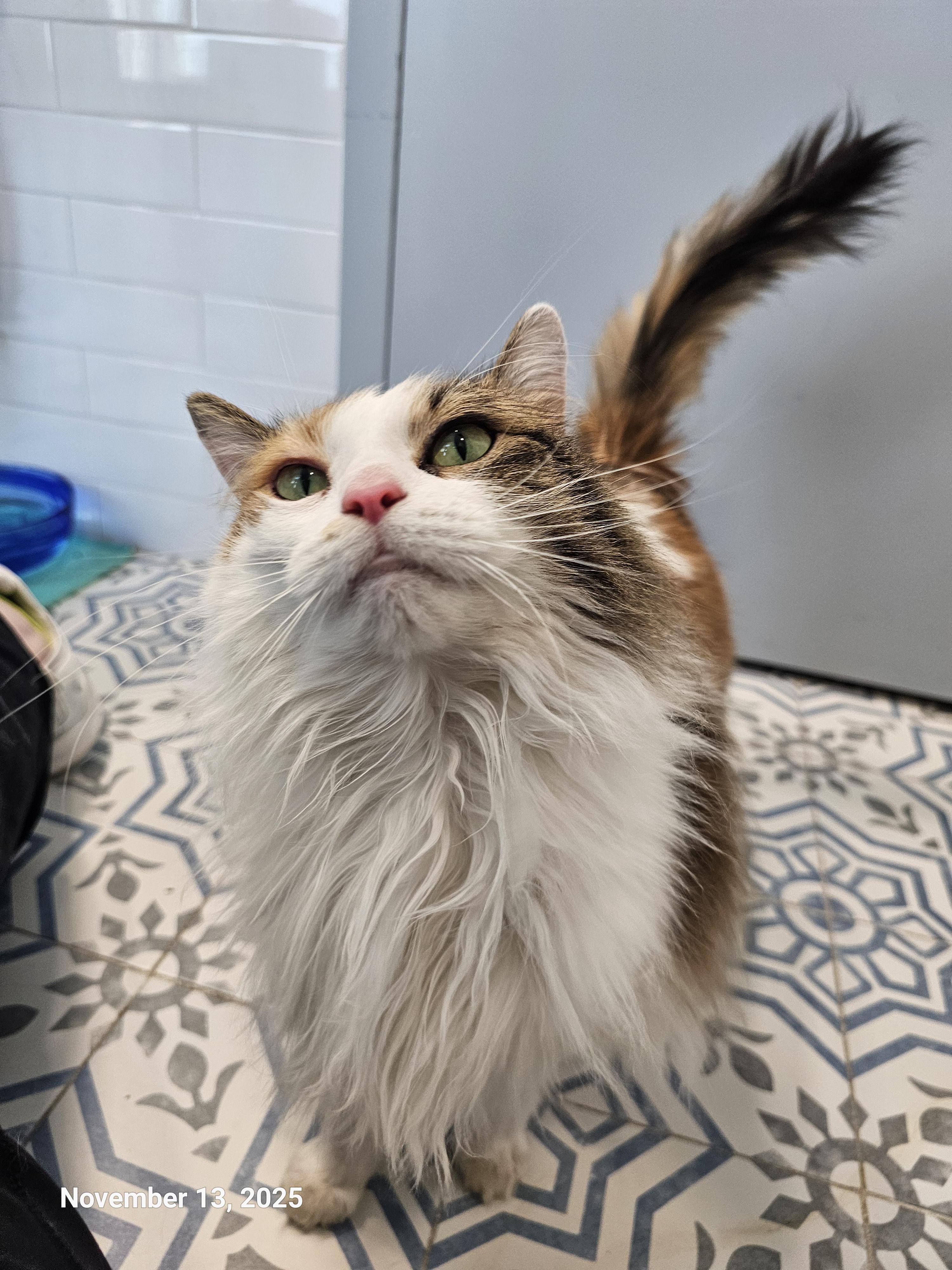 Enlarge Fancy Pants, a Adoptable mixed breed in St Petersburg, FL image 4/6