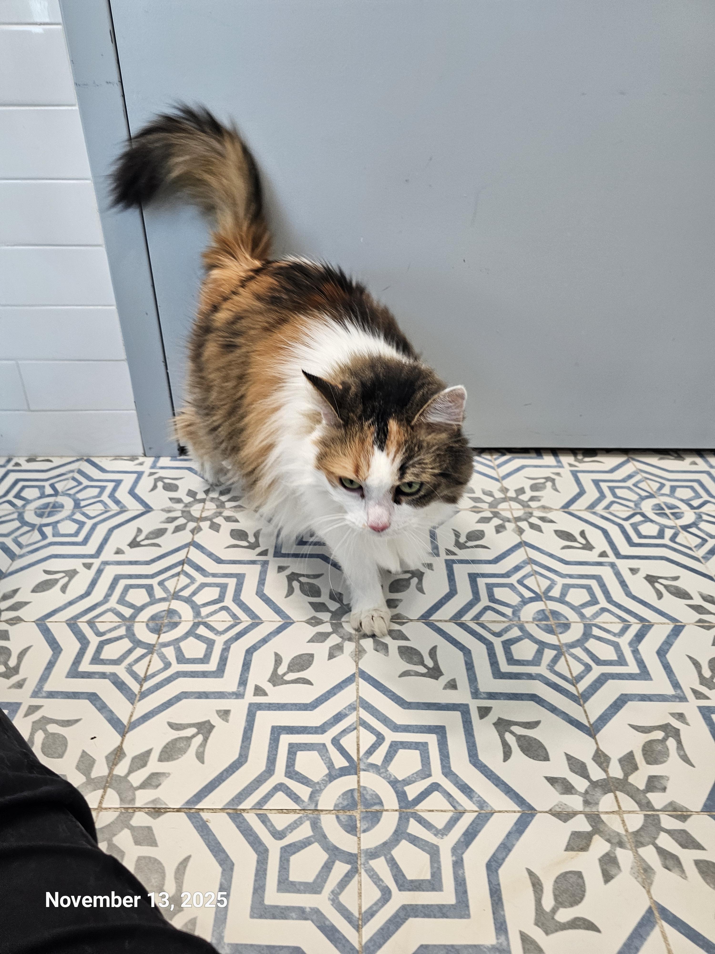 Enlarge Fancy Pants, a Adoptable mixed breed in St Petersburg, FL image 5/6