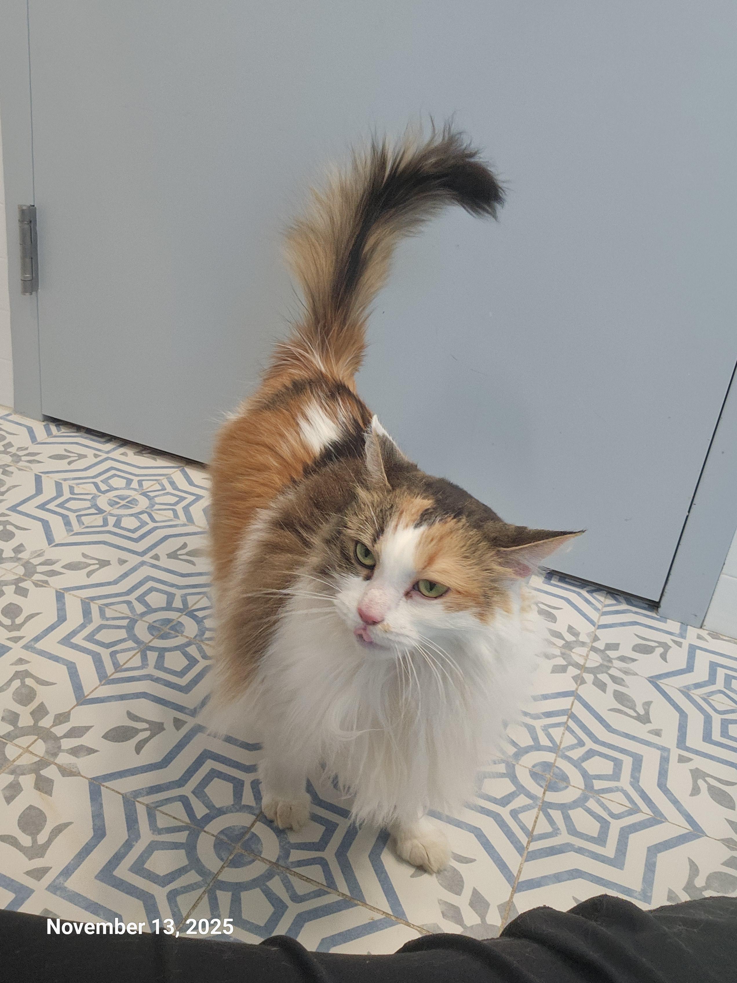 Enlarge Fancy Pants, a Adoptable mixed breed in St Petersburg, FL image 6/6