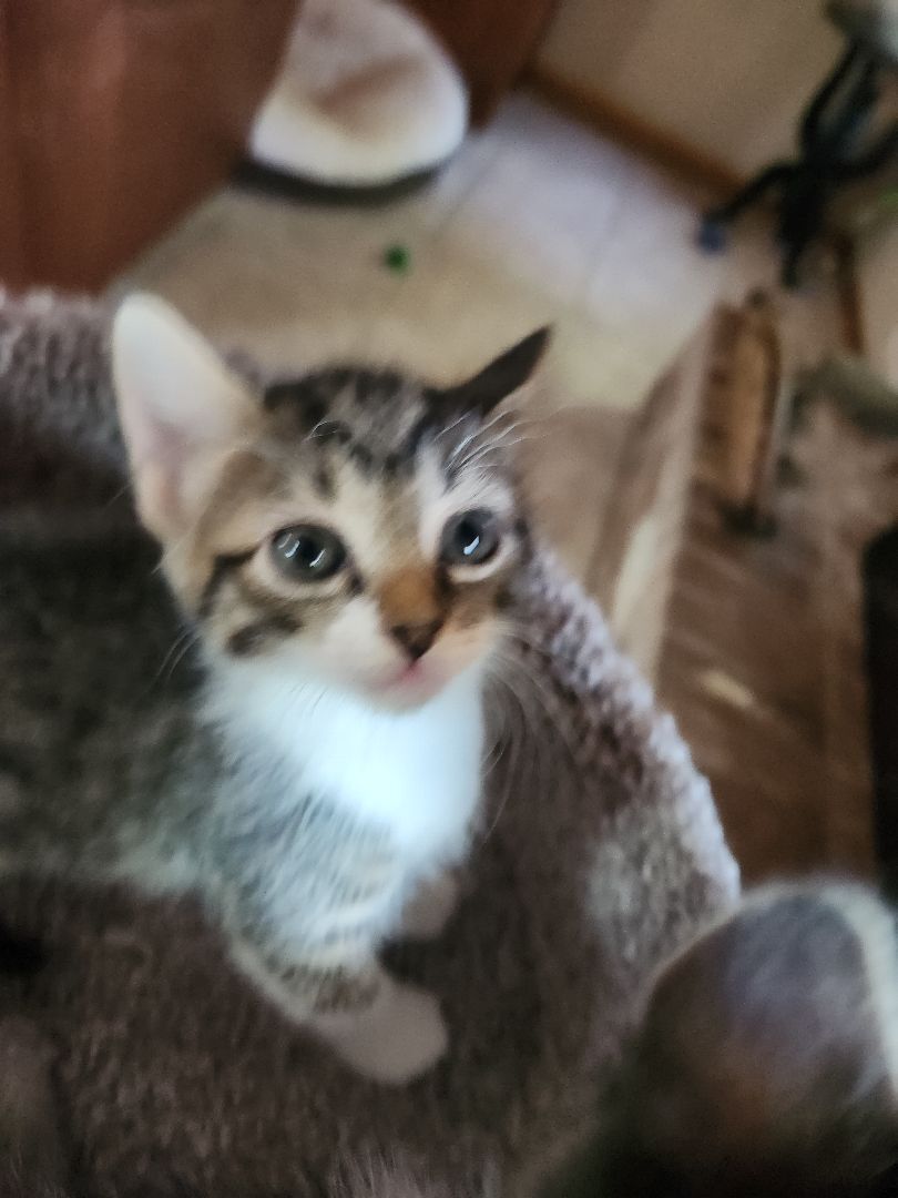 Benny, Adopted, Kitten Male Tabby.