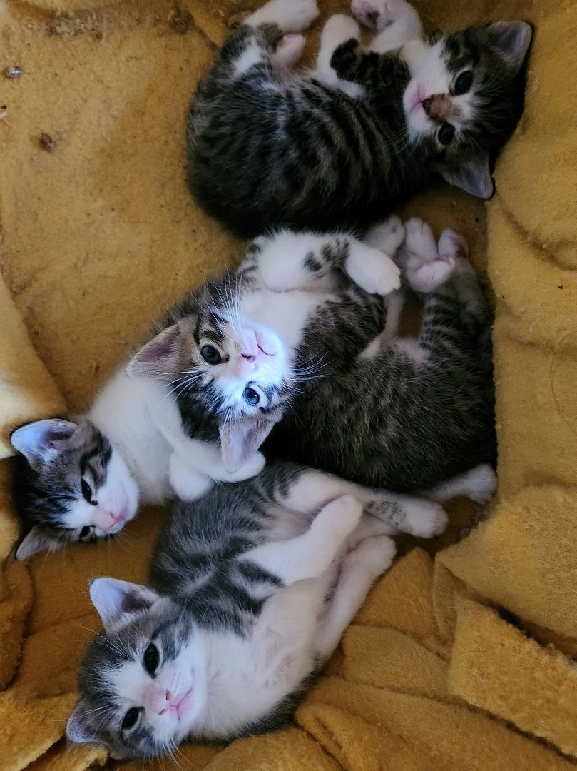 Enlarge Benny, a Adopted Tabby in Round Rock, TX image 2/8