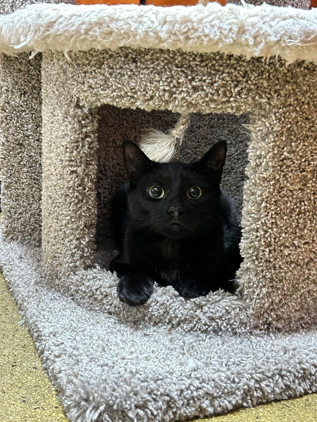 Corrine, a ADOPTABLE Domestic Short Hair in BURNABY, BC image 1/2