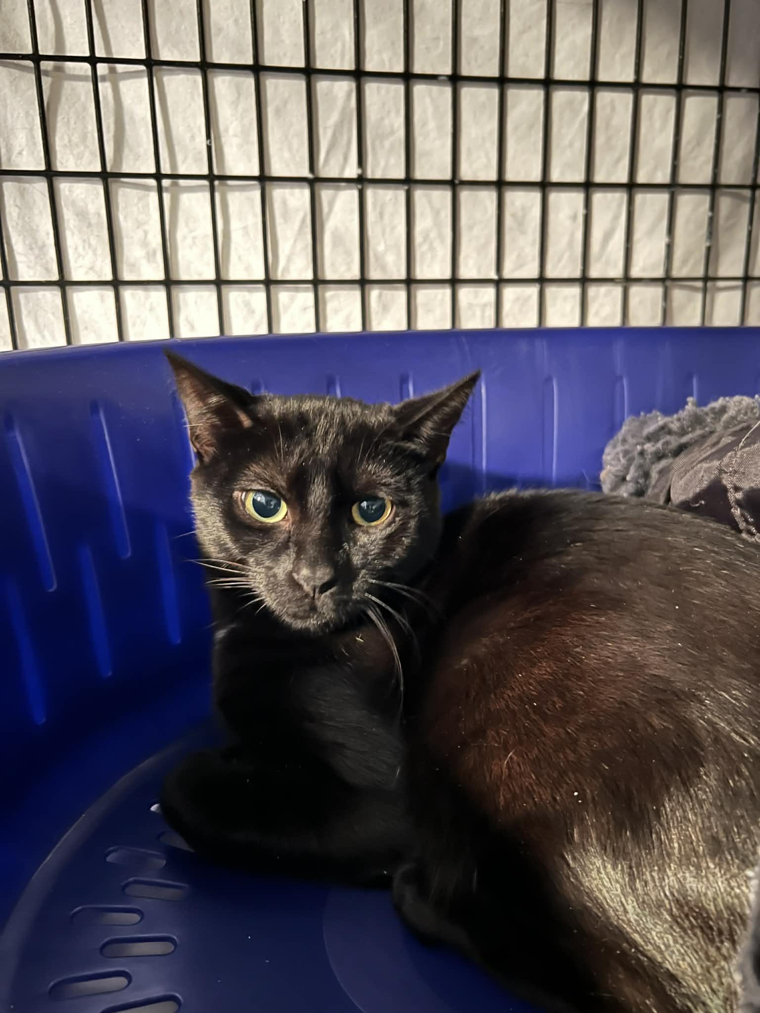 Corrine, ADOPTABLE, Kitten Female Domestic Short Hair.