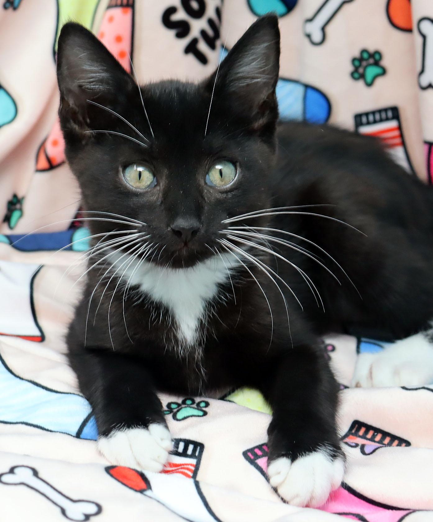 Socks, ADOPTABLE, Kitten Male Domestic Short Hair.