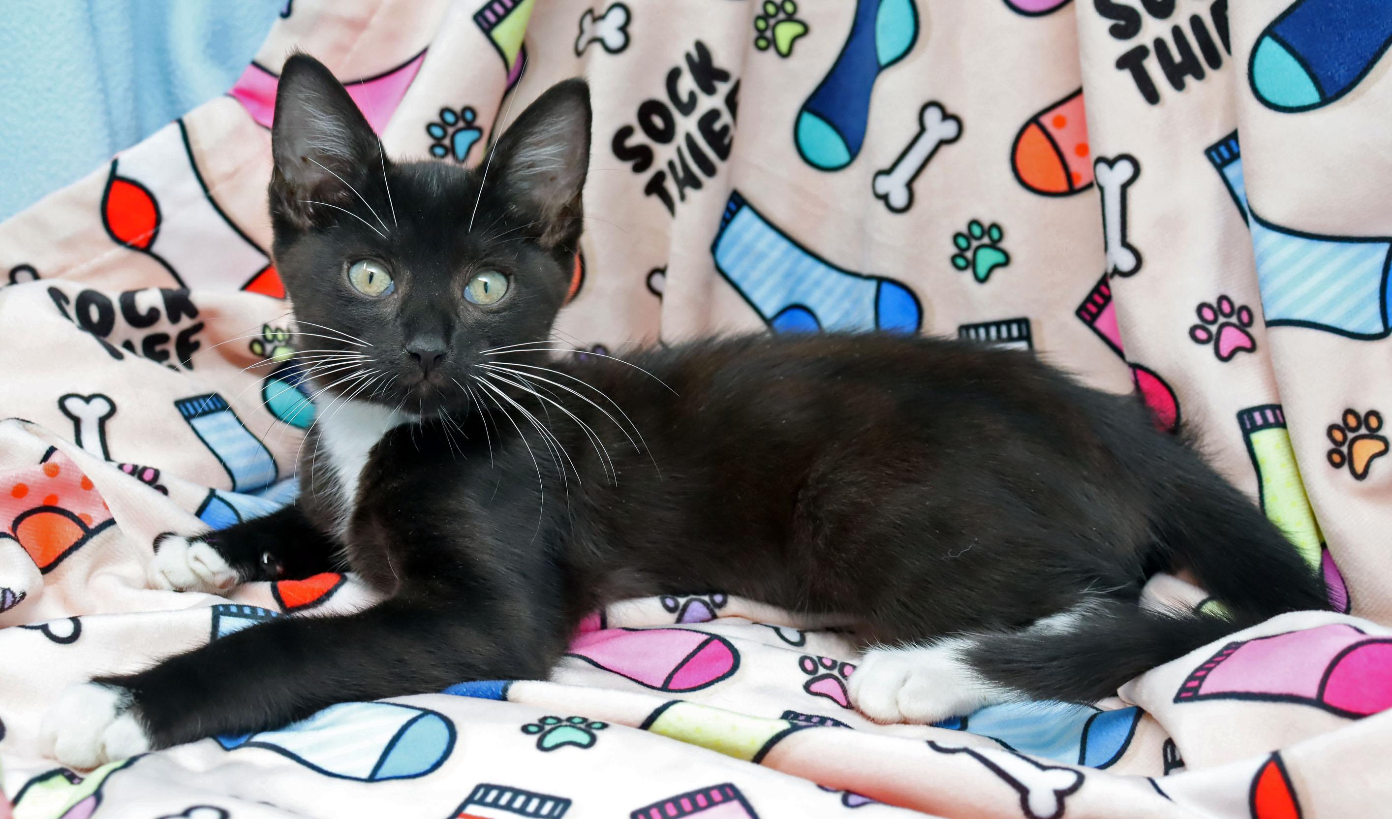 Enlarge Socks, a ADOPTABLE Domestic Short Hair in Tierra Verde, FL image 2/3