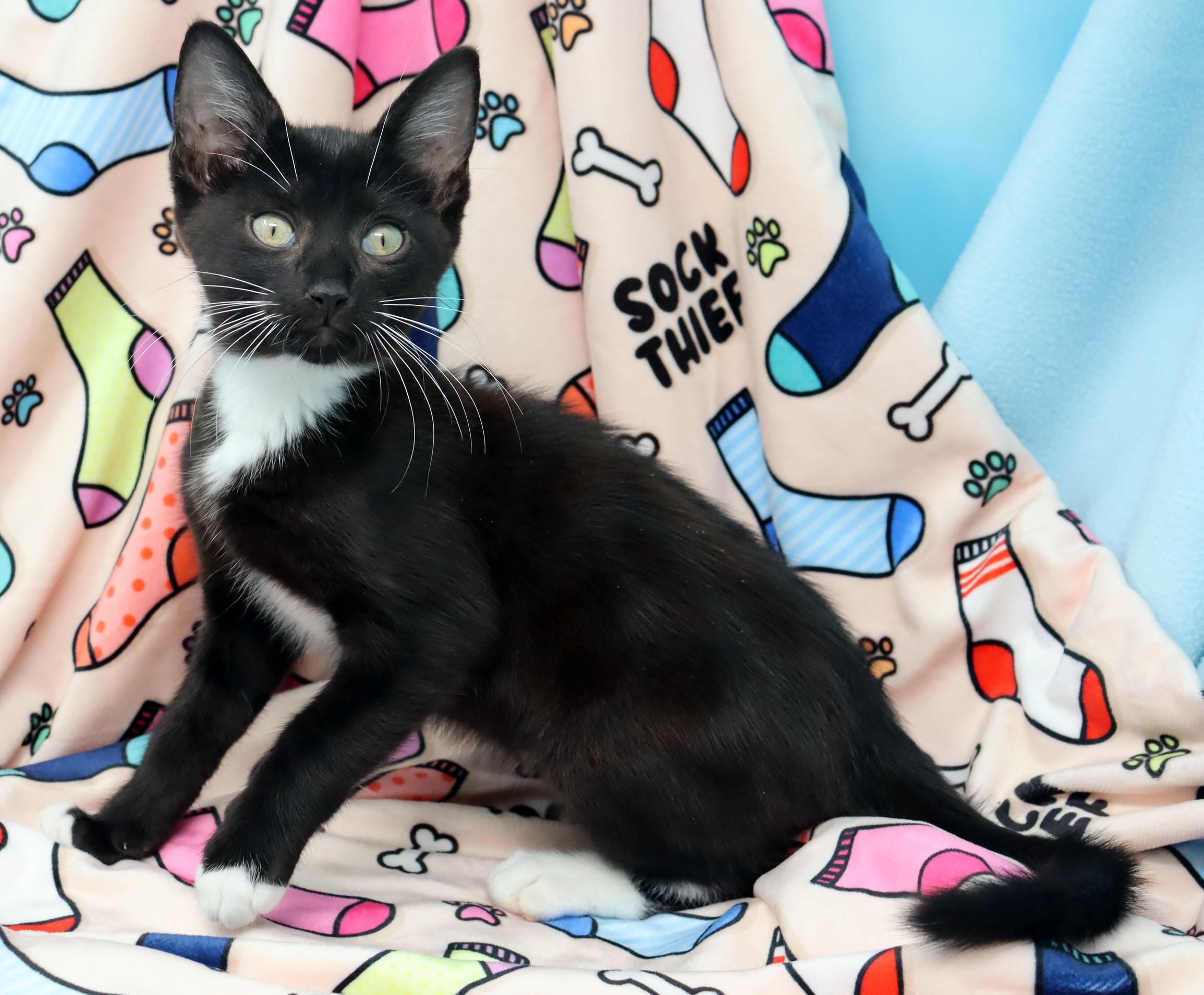 Enlarge Socks, a ADOPTABLE Domestic Short Hair in Tierra Verde, FL image 3/3