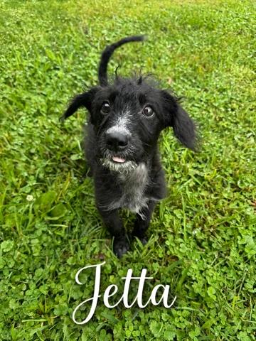 Jetta, Adoptable, Puppy Female Black Labrador Retriever & Cattle Dog.