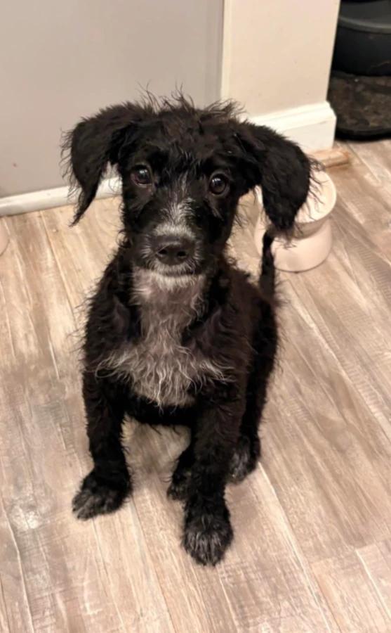 Enlarge Jetta, a Adopted mixed breed in CHURCHVILLE, NY image 2/3