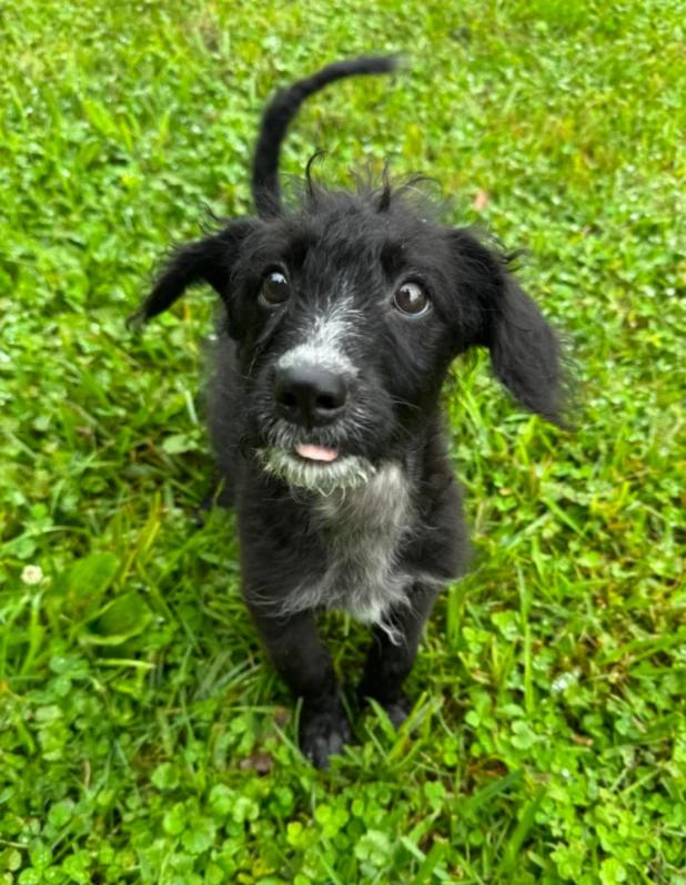 Enlarge Jetta, a Adopted mixed breed in CHURCHVILLE, NY image 3/3