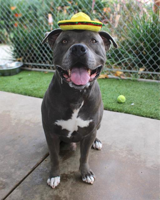 AXEL, Adoptable, Adult Male Pit Bull Terrier & Mixed Breed.