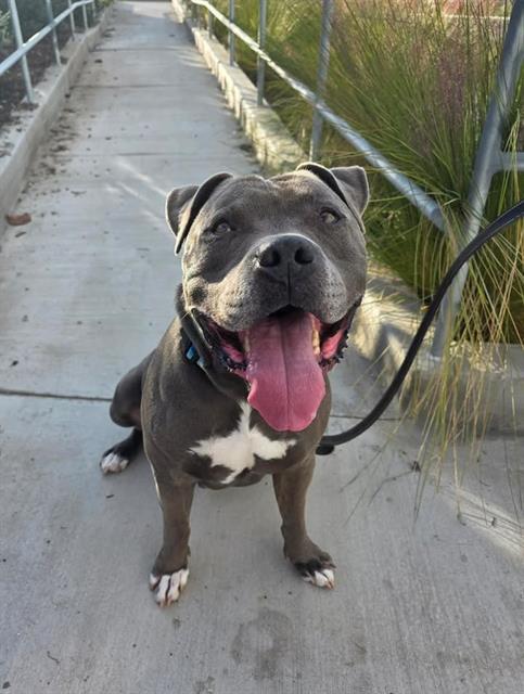 AXEL, Adoptable, Adult Male Pit Bull Terrier & Mixed Breed.