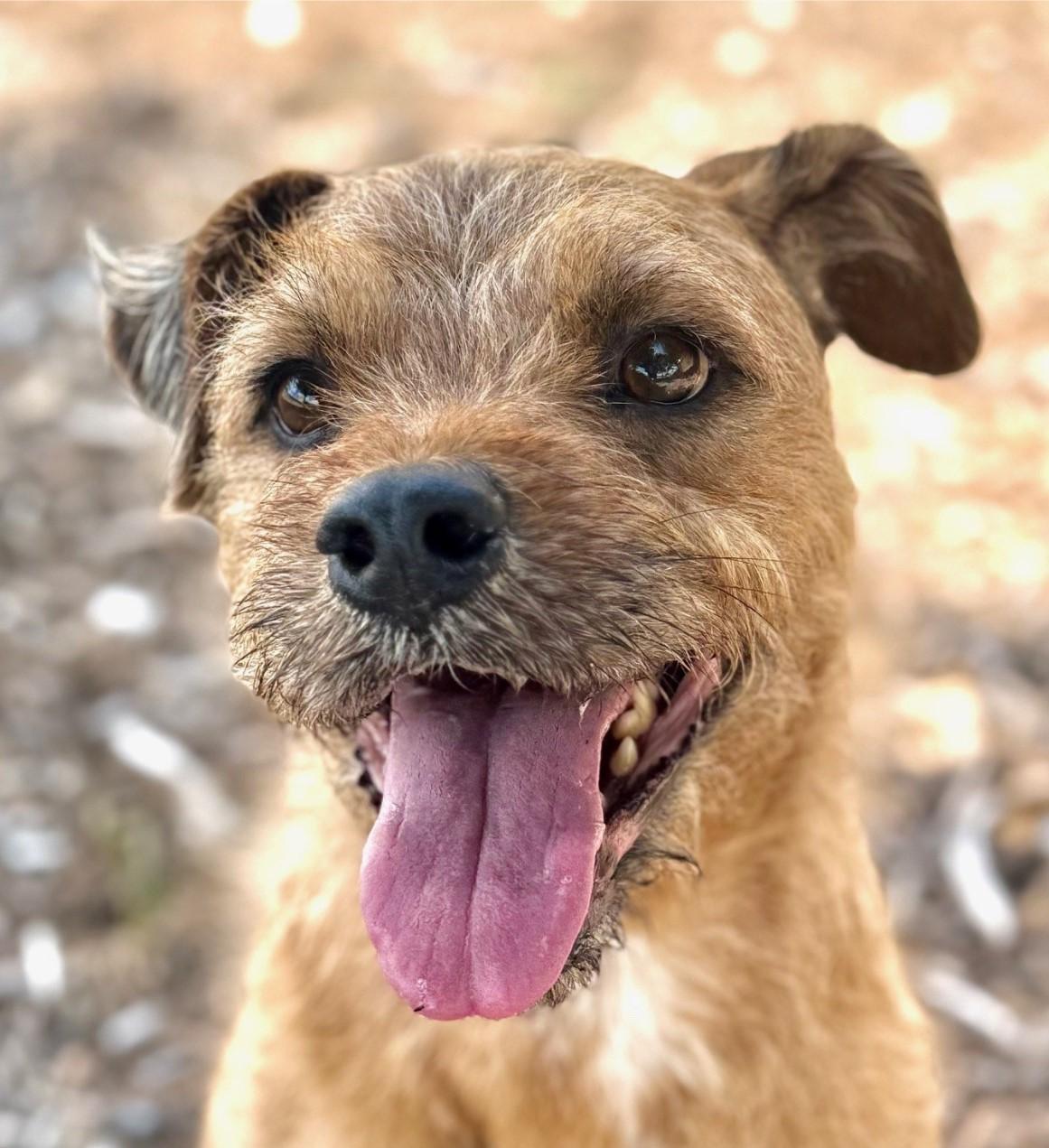 Binx, Adult Male Border Terrier