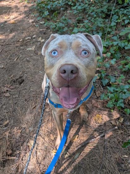 Chipotle (Foster) — thumbnail 2