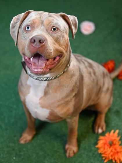 Chipotle (Foster) — thumbnail 3