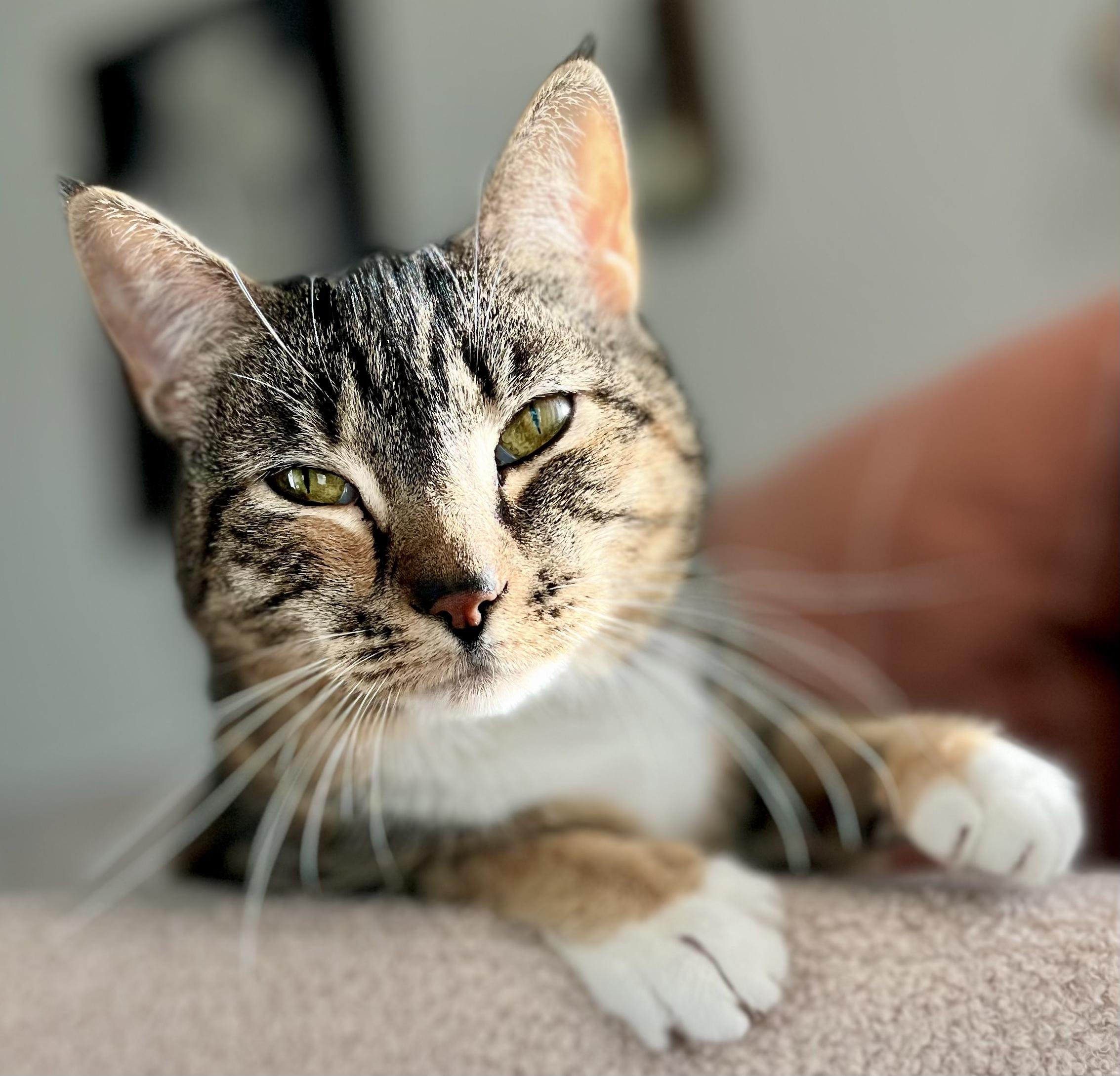 Enlarge Miss Macy.... sweetest companion!, a Adopted Domestic Short Hair in Palm Coast, FL image 3/5