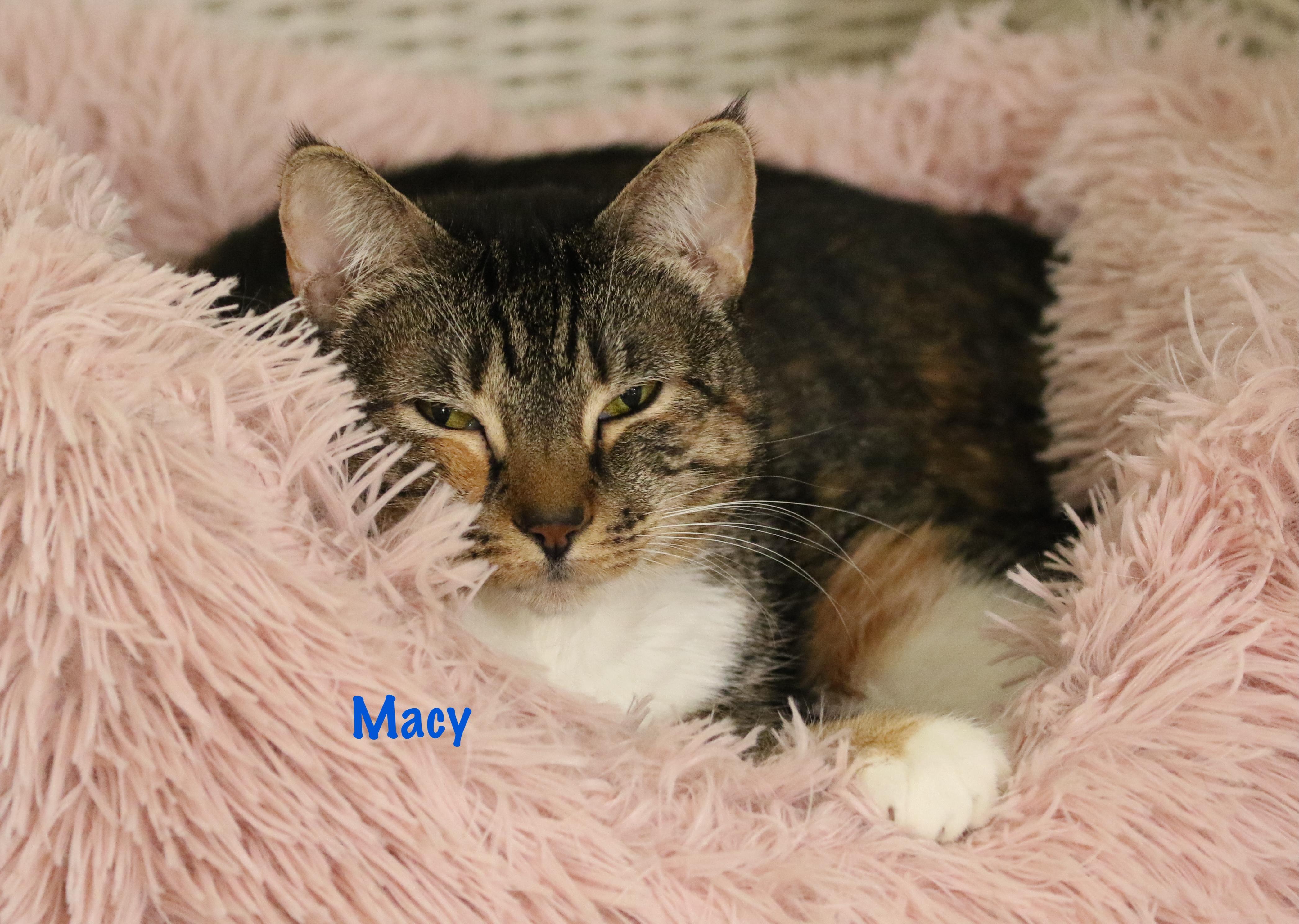 Miss Macy.... third time is a charm...., adoptable, Adult Female Domestic Short Hair.
