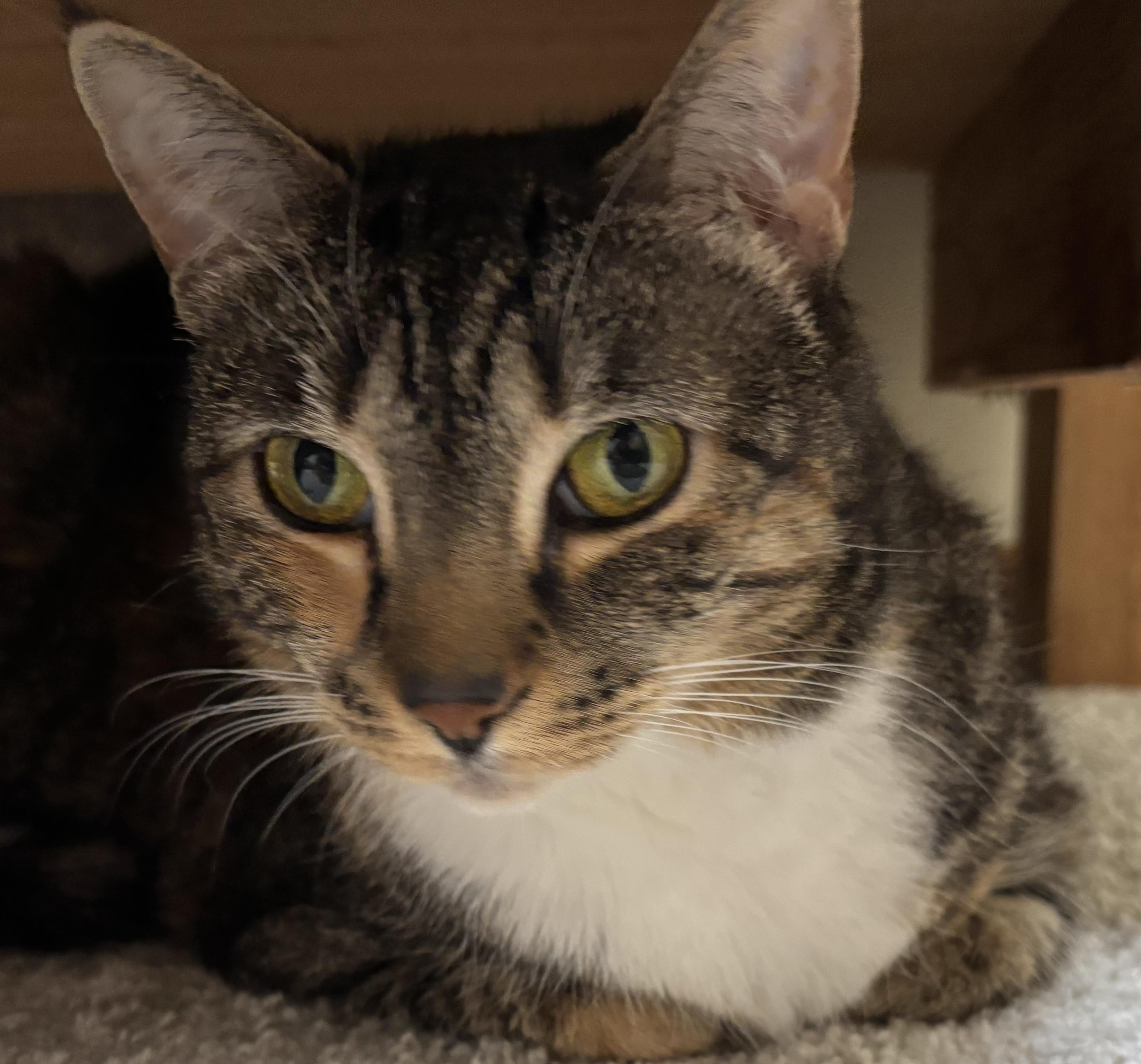 Miss Macy.... sweetest companion!, Adopted, Adult Female Domestic Short Hair.