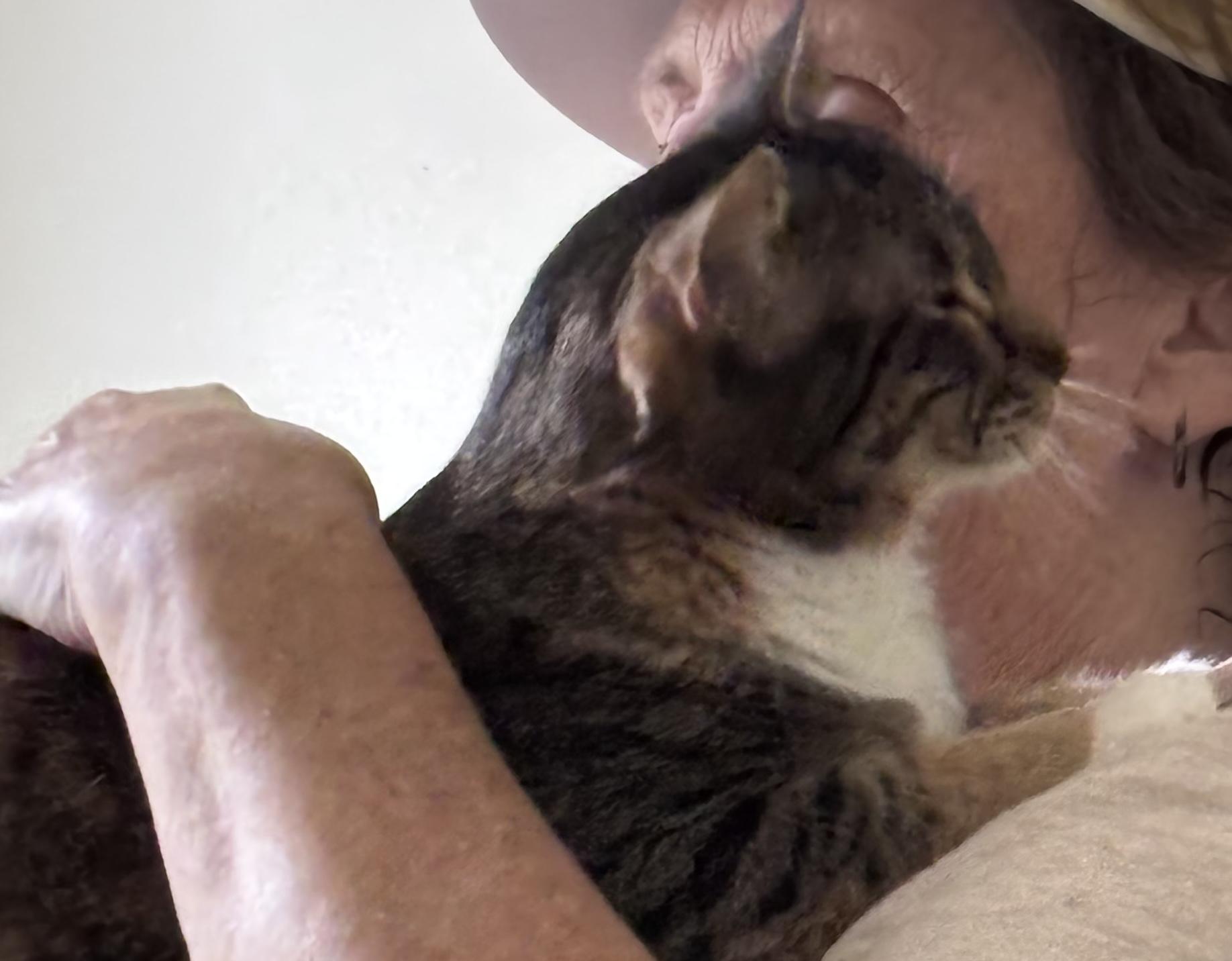 Enlarge Miss Macy.... sweetest companion!, a Adopted Domestic Short Hair in Palm Coast, FL image 2/5