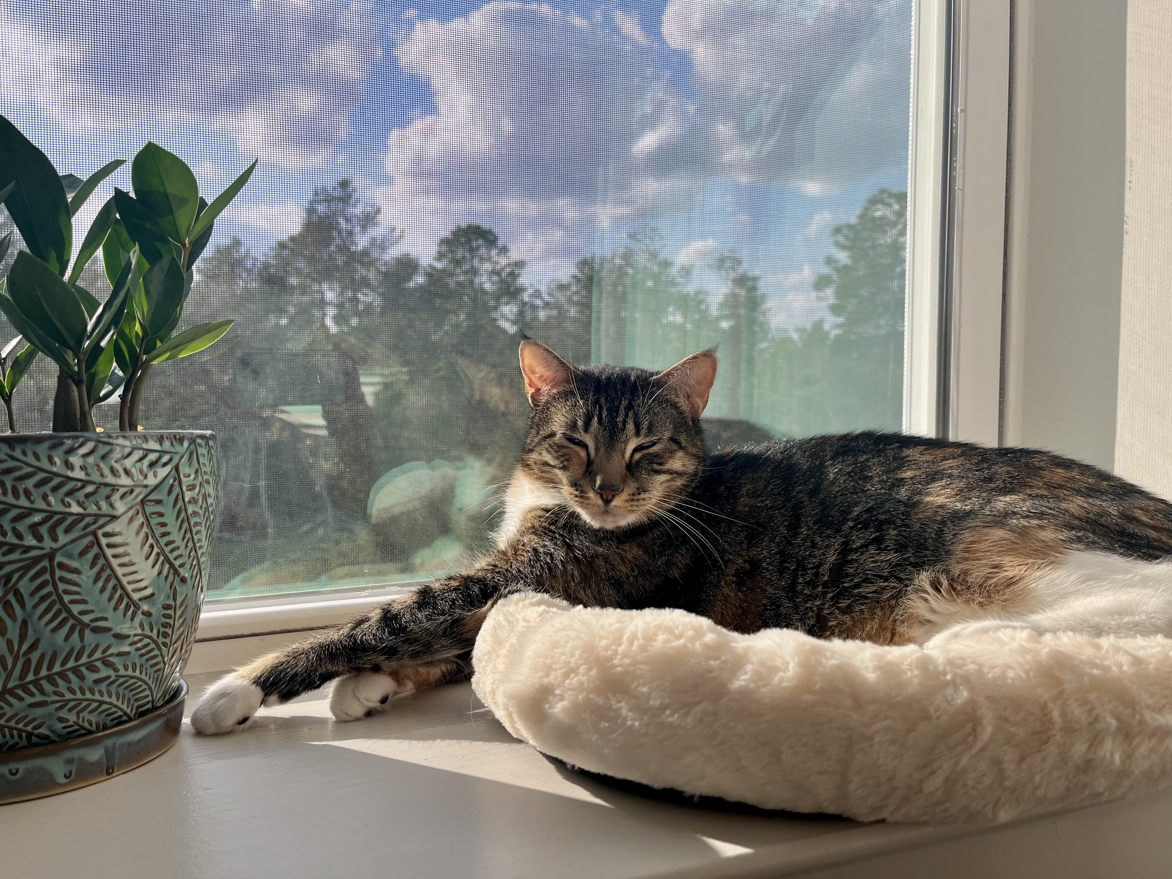 Enlarge Miss Macy.... sweetest companion!, a Adopted Domestic Short Hair in Palm Coast, FL image 5/5