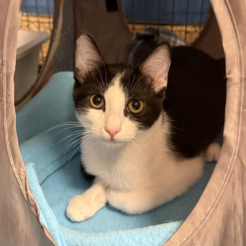 Ambi, Adoptable, Kitten Female Domestic Medium Hair.