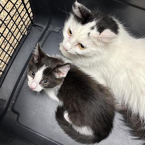 Enlarge Ambi, a Adoptable Domestic Medium Hair in Tempe, AZ image 2/2