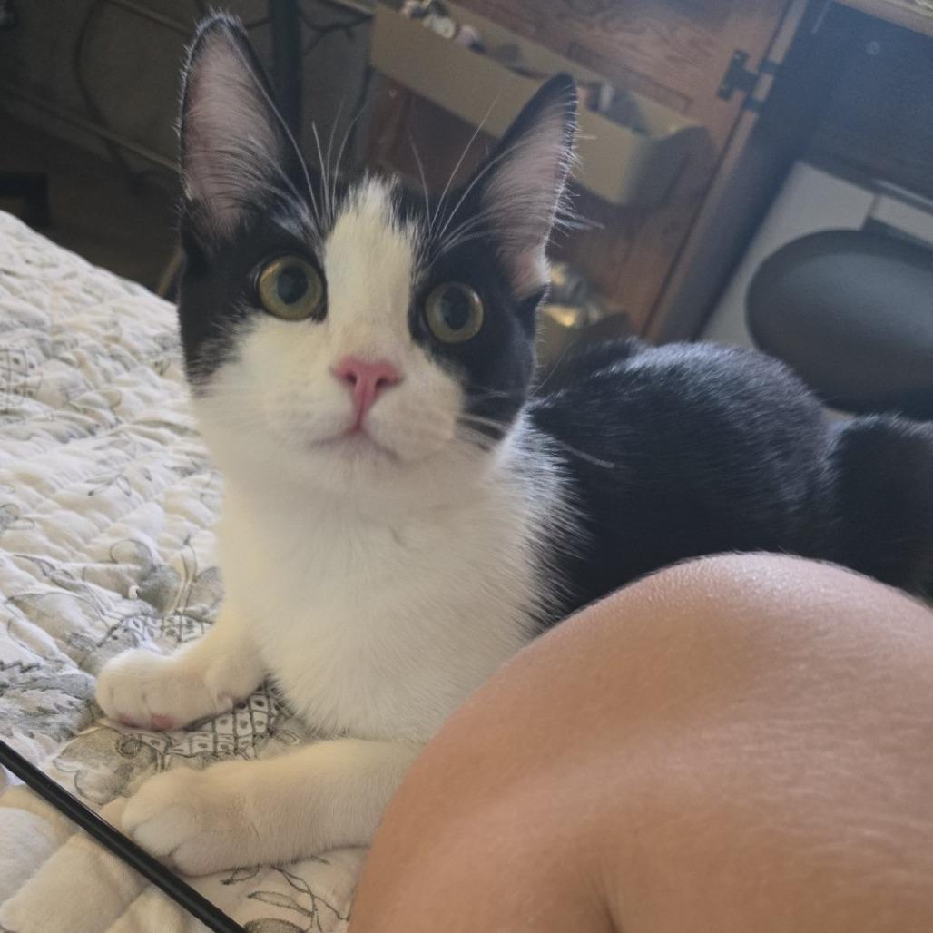 Enlarge Ambi, a Adoptable Domestic Medium Hair in Tempe, AZ image 4/6