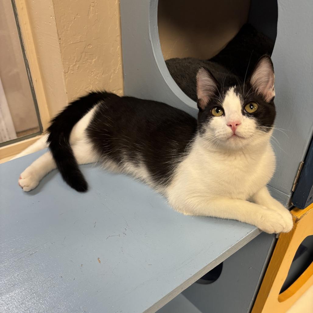 Enlarge Ambi, a Adoptable Domestic Medium Hair in Tempe, AZ image 5/6