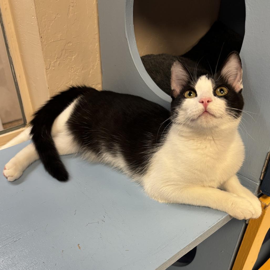 Enlarge Ambi, a Adoptable Domestic Medium Hair in Tempe, AZ image 6/6